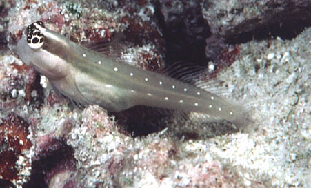 Ecsenius mandibularis